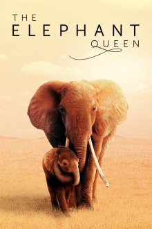 The Elephant Queen